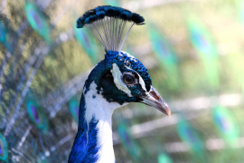 burung-merak 51 senarai